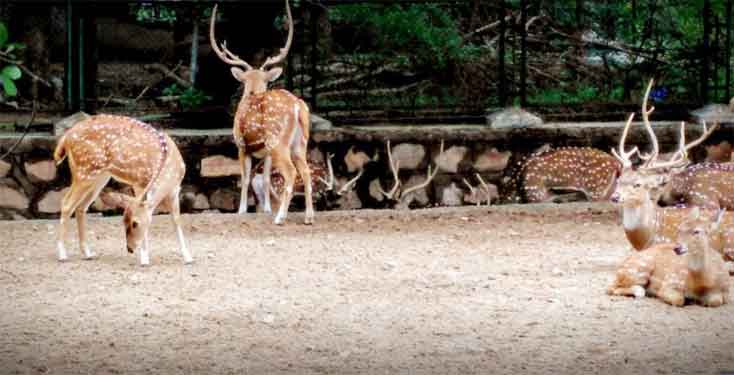 About Zoological Garden